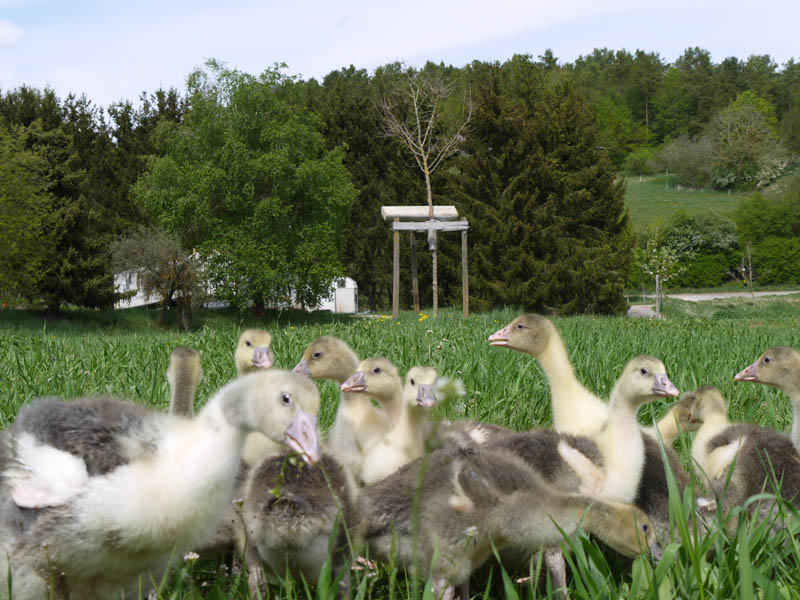 Familie Vöhringer - Unsere Gänse