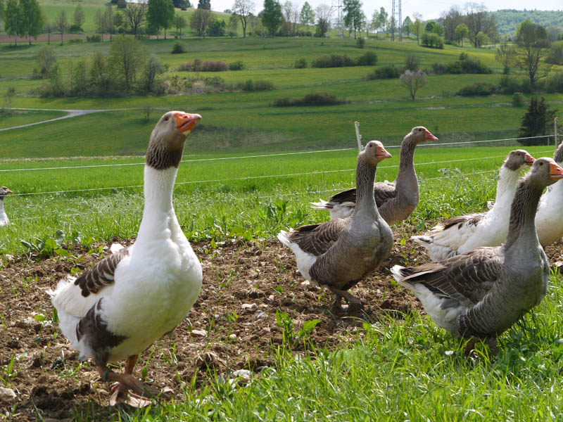 Familie Vöhringer - Unsere Gänse