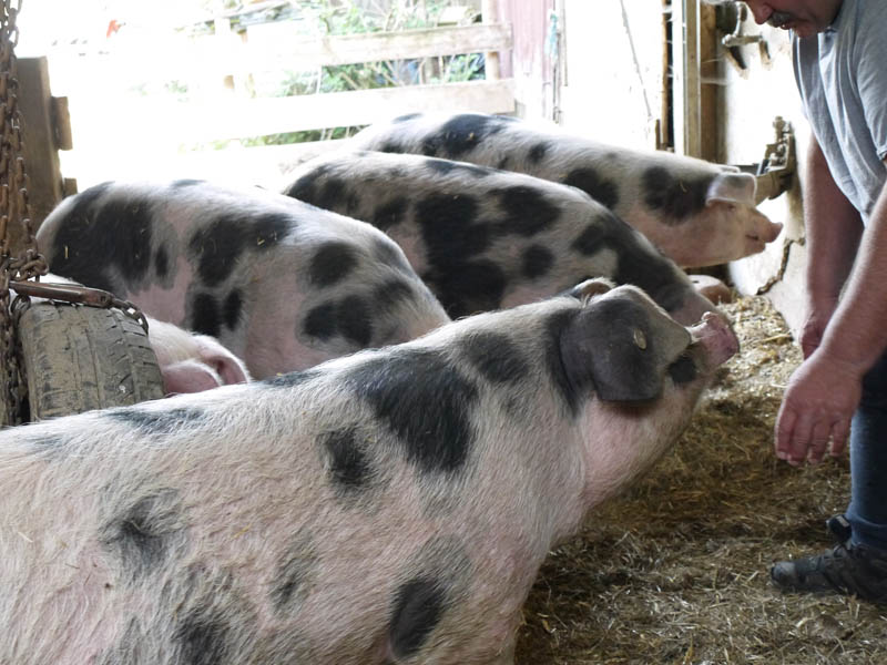 Familie Vöhringer - Unsere Schweine